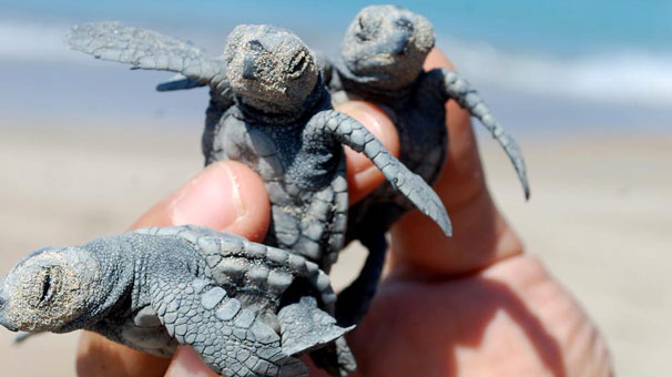 Dikkat! Yavru Caretta Carettaları Elinize Almayın…