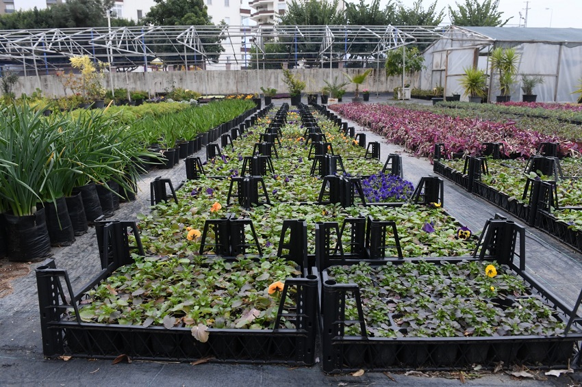 Belediye Fidanlığında Yetişiyor Yenişehir’i Renklendiriyor