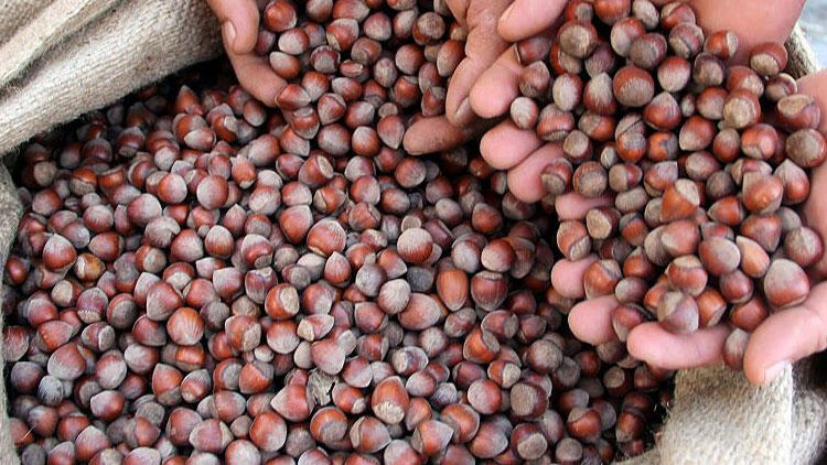 2020 Rusya’da Türk fındığının tanıtım yılı olacak