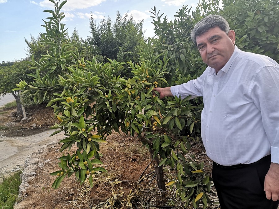 CHP’li Gökçel: “Aşırı Sıcaklar Narenciyeyi Vurdu”