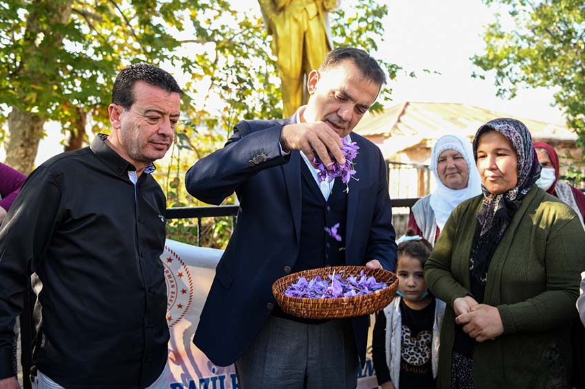 Yenişehir’de Dünyanın En Pahalı Baharatının İlk Hasadı Yapıldı